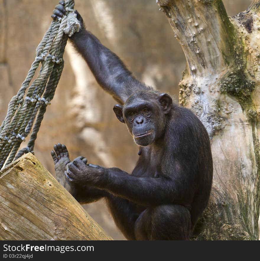 Chimp in a tree in a zoo