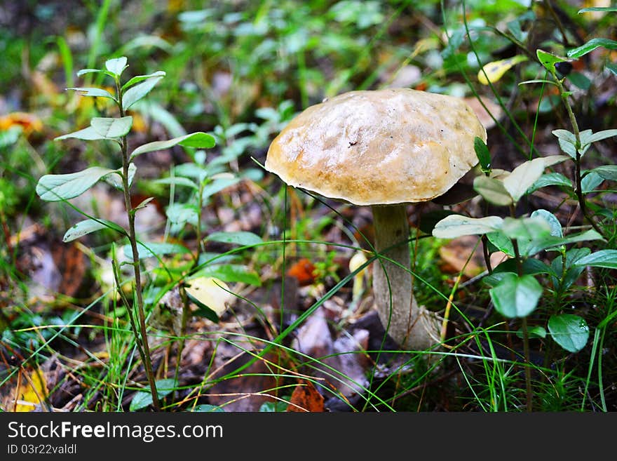 Brown cap boletus in autumn wood. Brown cap boletus in autumn wood