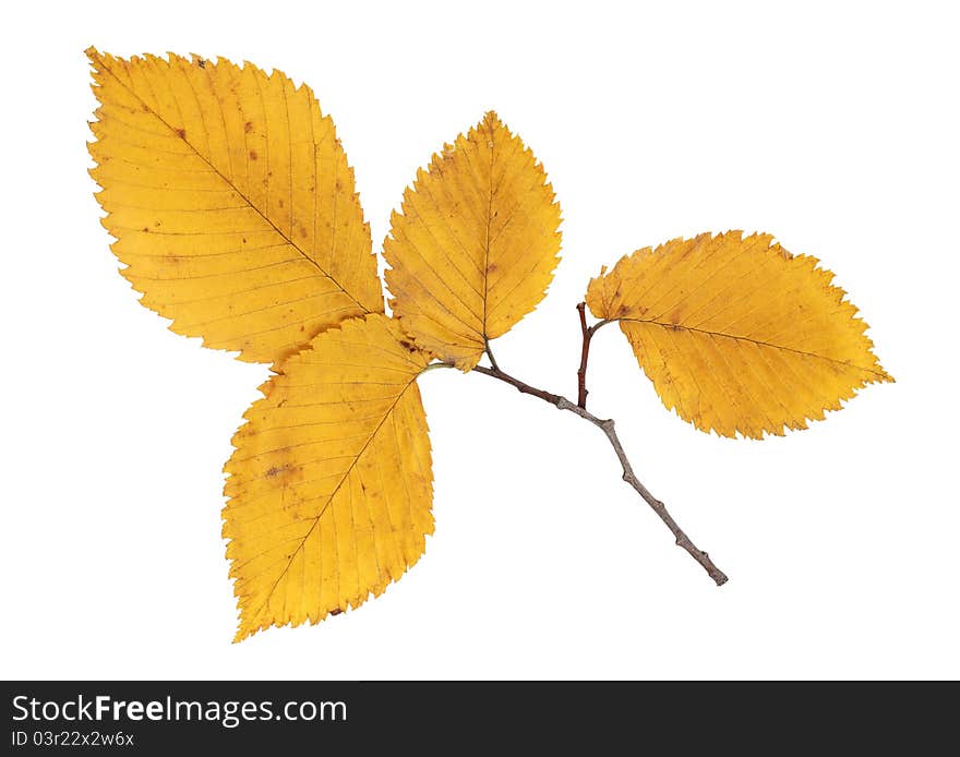 Color photo of the branches of pine trees with leaves