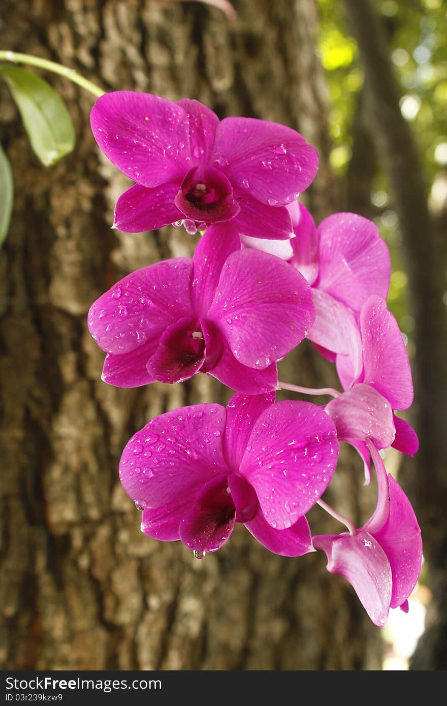 Pink orchid growing on tree after falling rain. Pink orchid growing on tree after falling rain