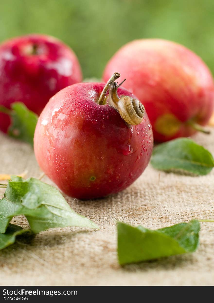 Fresh ripe apple with snail. Selective focus