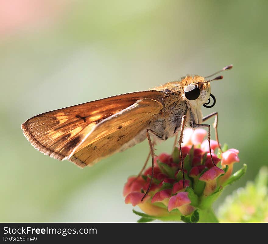 Moth-like Butterfly on pink bloom. Moth-like Butterfly on pink bloom