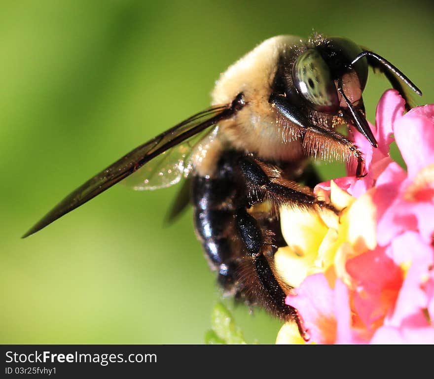 Green eyed Bumblebee on pink summer flower. Green eyed Bumblebee on pink summer flower