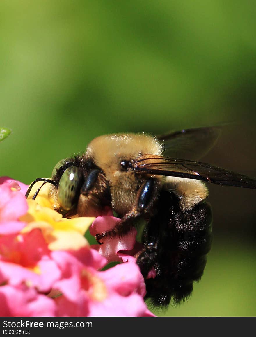 Bumblebee enjoying spring time flowers