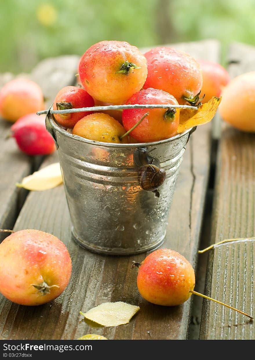 Fresh ripe apple in bucket with snail. Selective focus