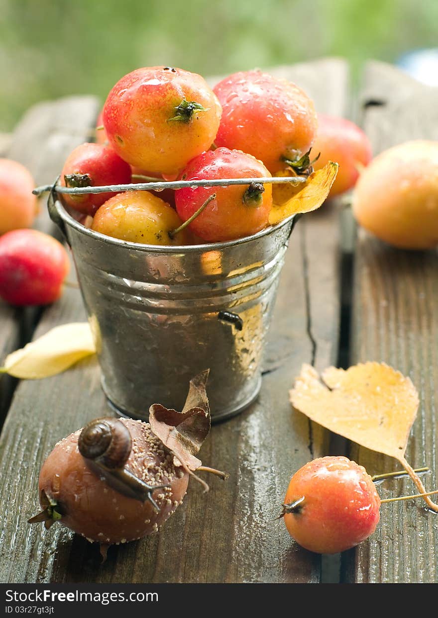 Fresh ripe apple in bucket with snail. Selective focus