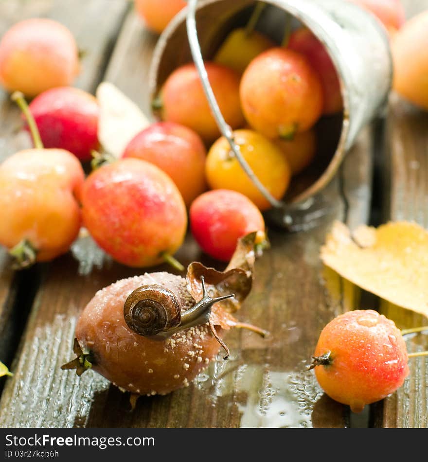 Fresh ripe apple in bucket with snail. Selective focus