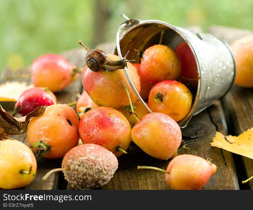 Fresh ripe apple in bucket with snail. Selective focus