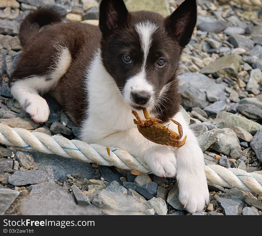 Pup On A Beach