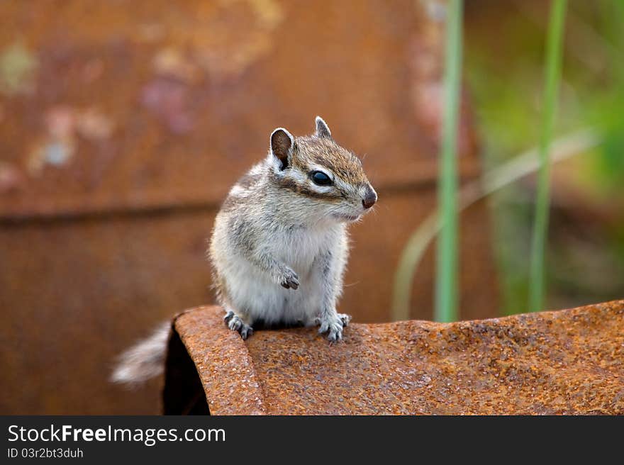 Chipmunk sitting on an old rusty barrel