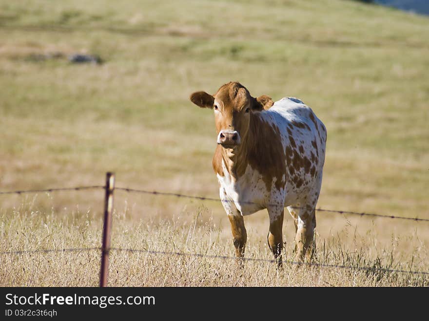 California Cow