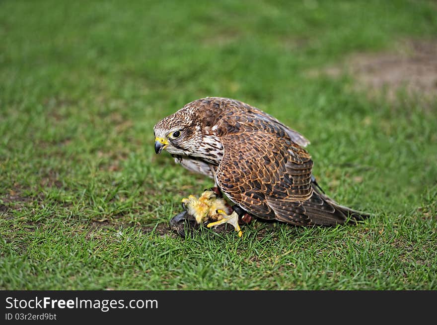 Falcon eating prey