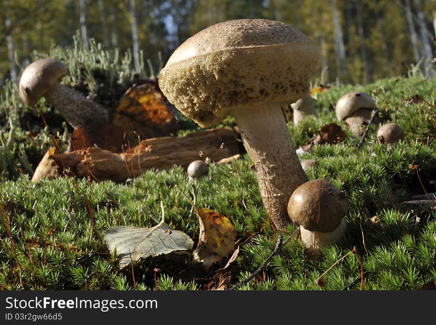 White Birch bolete  in grass.