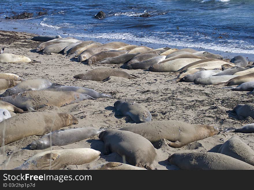 Elephant seals sun themselves on a beach. Piedras Blancas, California.