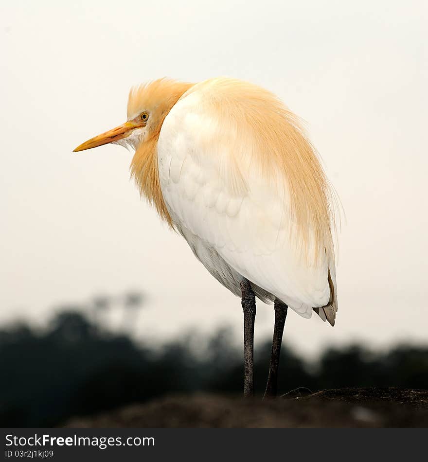 Beautiful Bird at Taipei Zoo