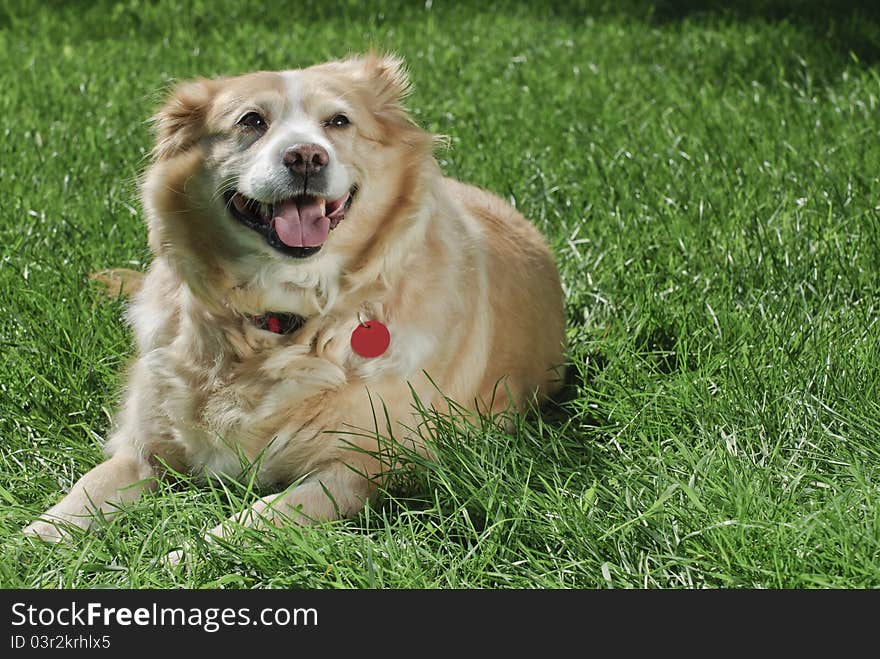 Golden retriever wearing red collar and tag lying down on grass from left profile with copy space on left of horizontal image. Golden retriever wearing red collar and tag lying down on grass from left profile with copy space on left of horizontal image