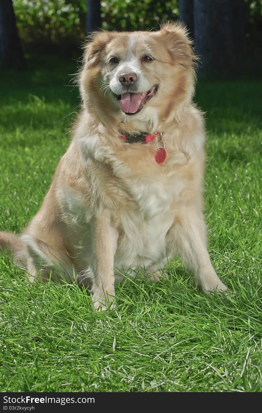 Golden retriever wearing collar and tag sitting on grass ,frontal shot with copy space at bottom of vertical image. Golden retriever wearing collar and tag sitting on grass ,frontal shot with copy space at bottom of vertical image