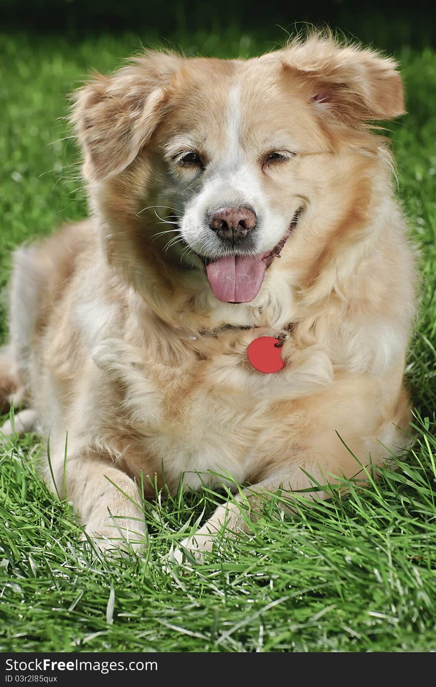 Golden retriever wearing red collar and tag lying down on grass with mouth open and tongue sticking out, vertical image frontal shot with copy space at bottom. Golden retriever wearing red collar and tag lying down on grass with mouth open and tongue sticking out, vertical image frontal shot with copy space at bottom