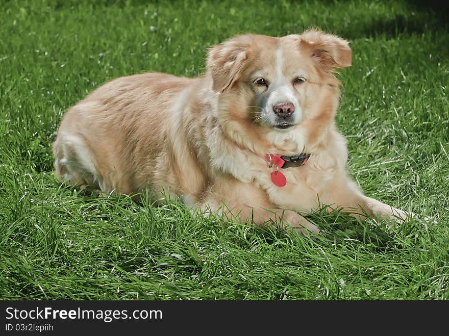 Golden retriever wearing red collar and tag lying down on grass looking at camera, horizontal image ,right profile with copy space at bottom. Golden retriever wearing red collar and tag lying down on grass looking at camera, horizontal image ,right profile with copy space at bottom