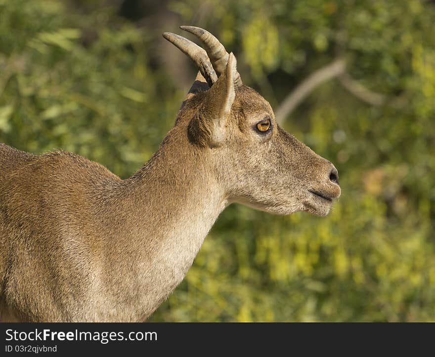 Iberico chamois in the Barcelona Zoo