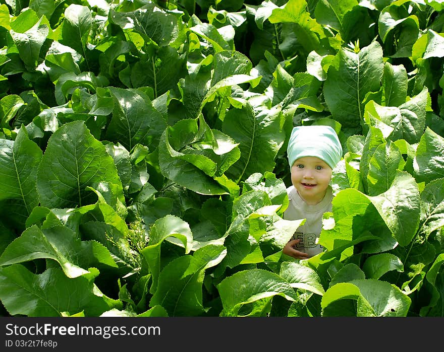 Horseradish field