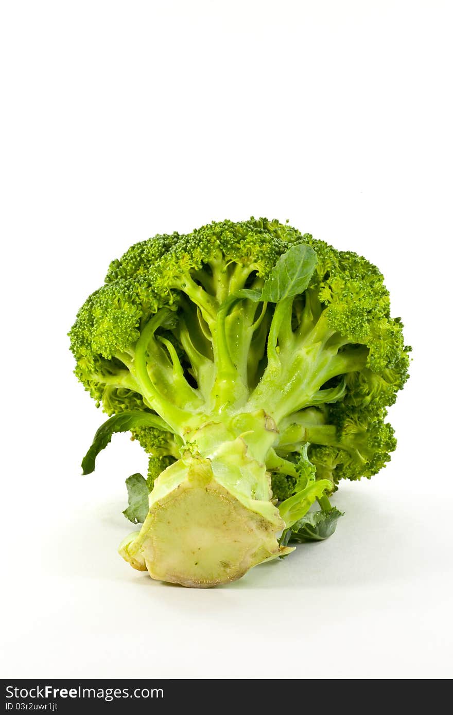 A fresh broccoli isolated on white background. A fresh broccoli isolated on white background