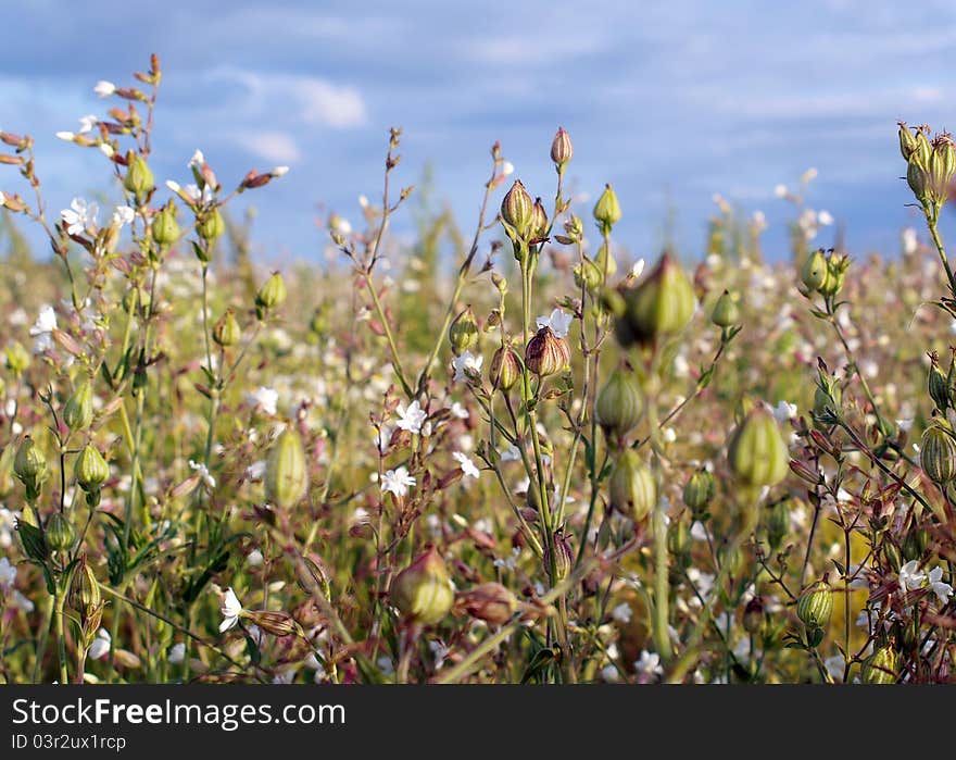 Wild grass on the blue Sky