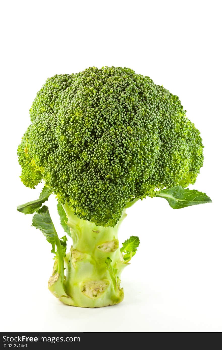 A fresh broccoli isolated on white background. A fresh broccoli isolated on white background