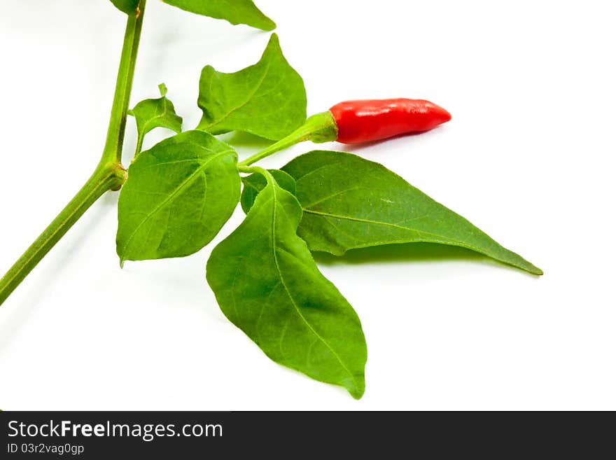 Chili pepper with leaf on white background