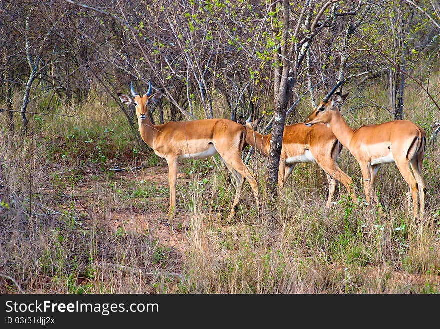 Herd Of Antelope In Africa