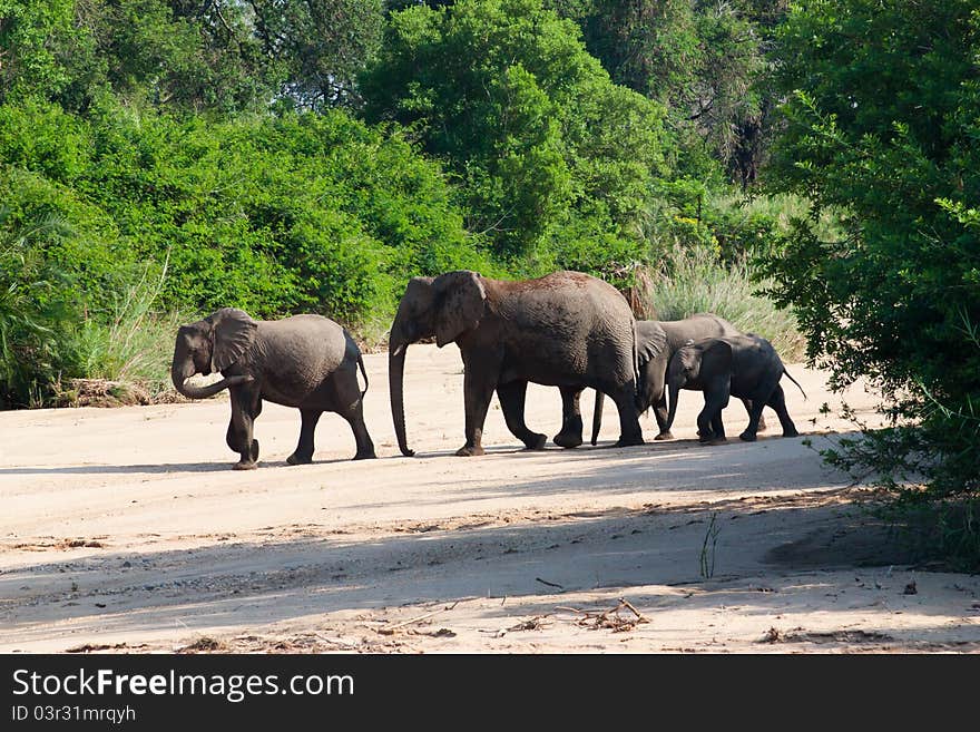 Elephants in Kruger Park