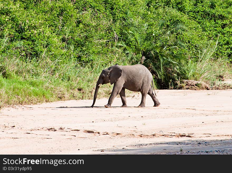 Small elephant in Africa