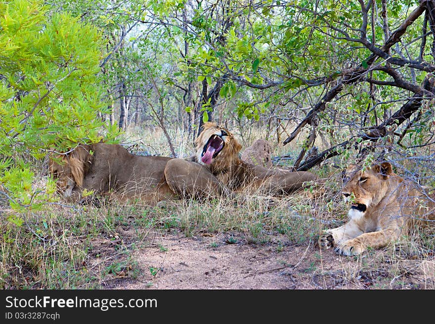 Family Of Lions In Africa