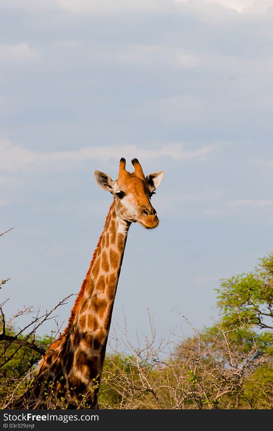 Portrait of a giraffe in a Kruger park in South Africa. Portrait of a giraffe in a Kruger park in South Africa