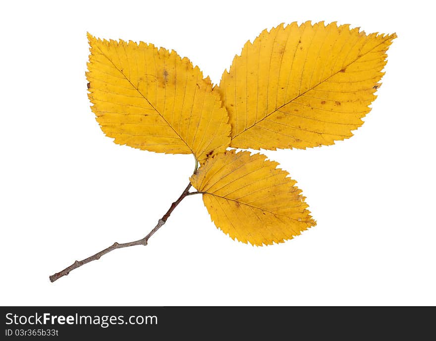 Color photo of the branches of pine trees with leaves. Color photo of the branches of pine trees with leaves