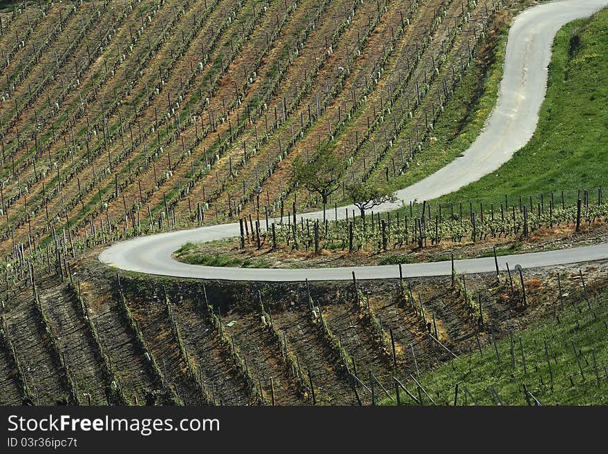 Vineyard Landscape Summer