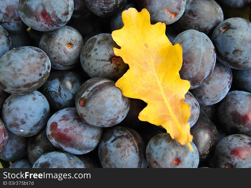 Blue plums and yellow leafs