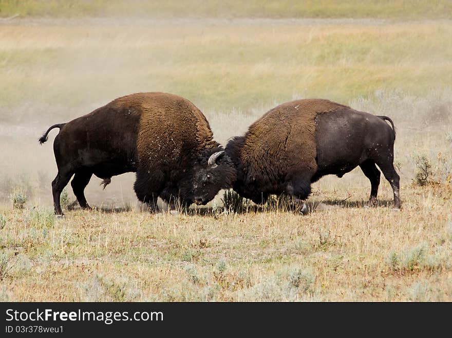 Bison Battle