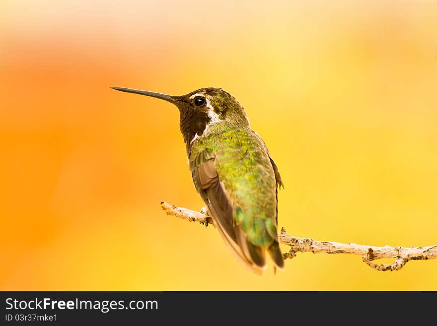 Hummingbird portrait againgst colorful background