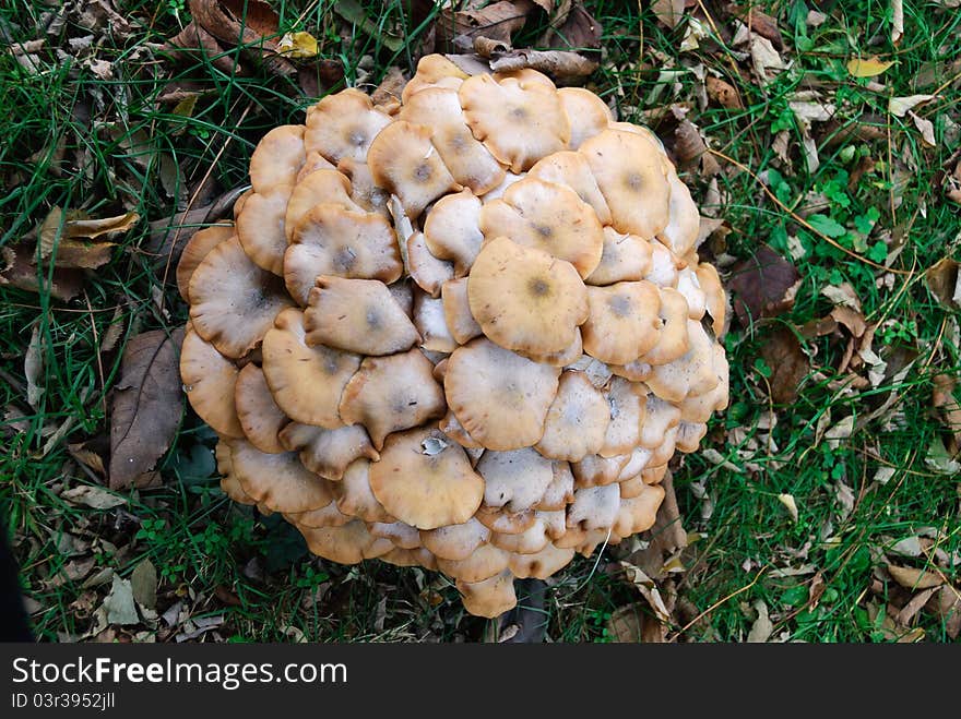 Group of mushrooms on the lawn in autumn