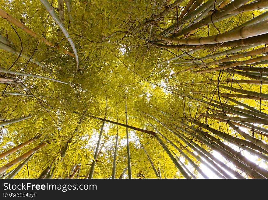 Picture from hawaii forest bamboo tree