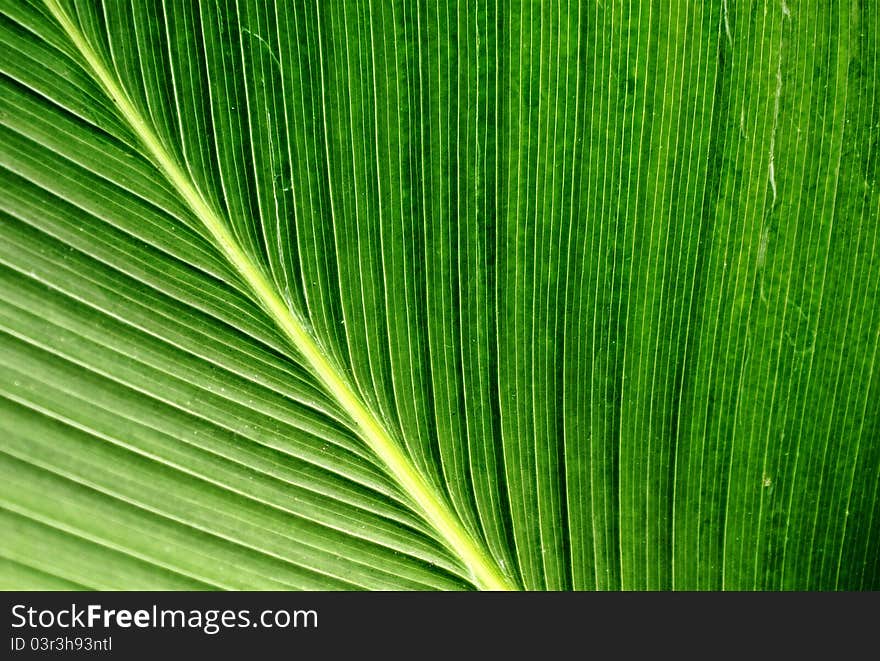 Palm leaf, strip on giant palm leaf