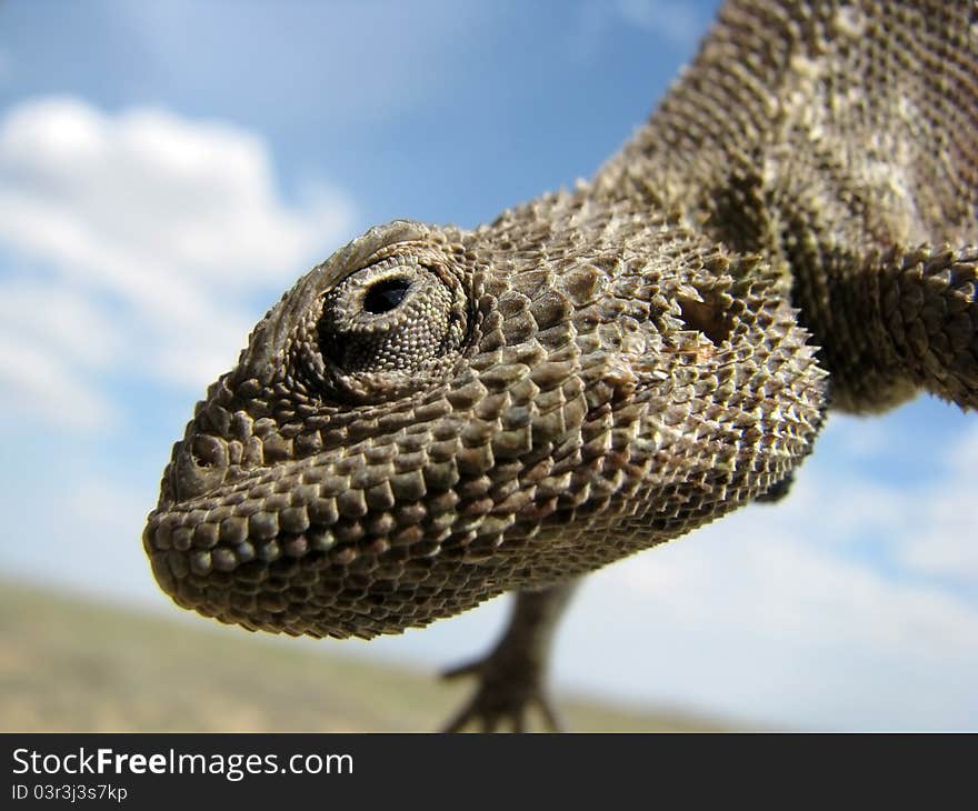 Portrait of a lizard (steppe agama) against the sky with clouds. Looks like it is smiling. Portrait of a lizard (steppe agama) against the sky with clouds. Looks like it is smiling.