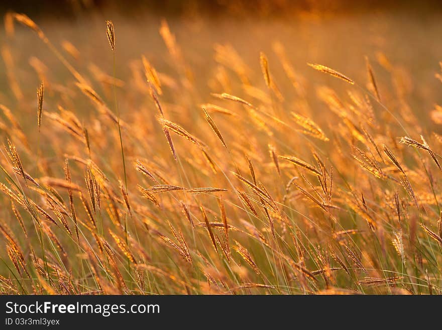 Beautiful evening sunset  lights of the meadow