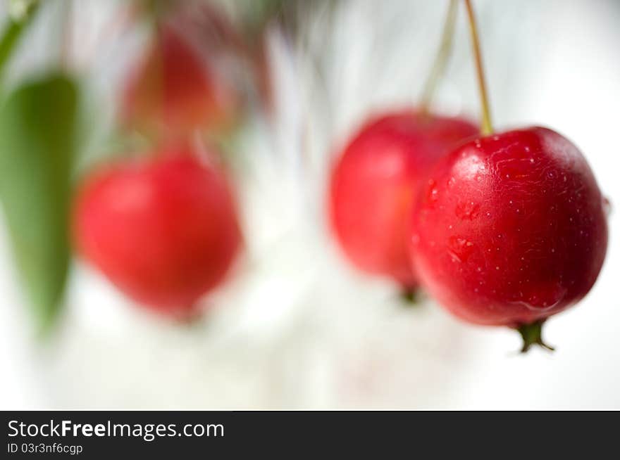 Apples on a branch