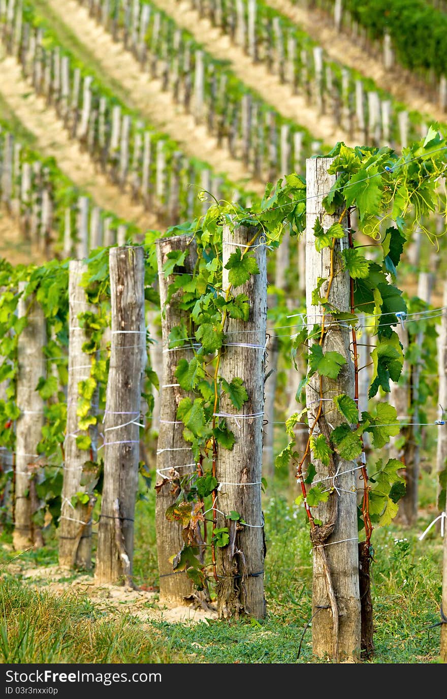 Beautiful rows of grapes before harvesting