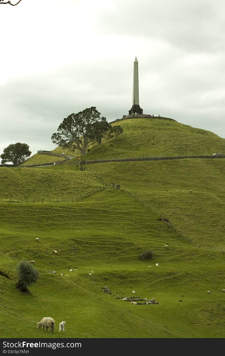 Sheeps on One Tree Hill