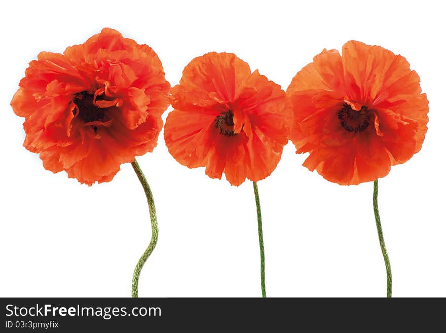 Three Red Poppies