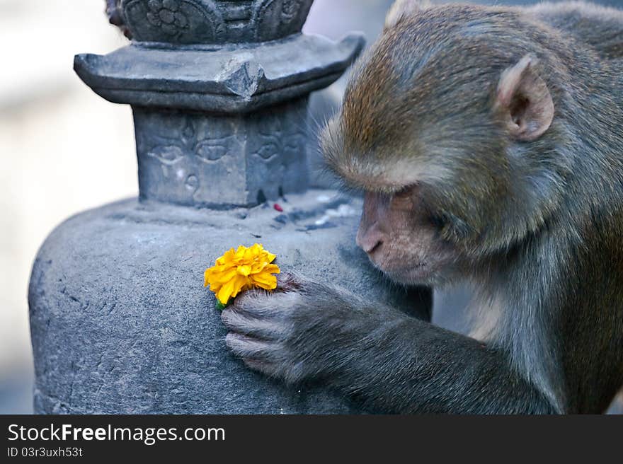 A monkey is playing with a flower on a buddhist temple in Kathmandu, Nepal, Asia. The temple name is Swayambhunath, also known as monkey temple. A monkey is playing with a flower on a buddhist temple in Kathmandu, Nepal, Asia. The temple name is Swayambhunath, also known as monkey temple.