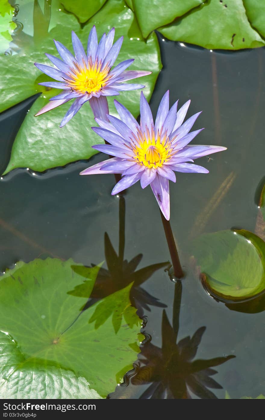 Close-up inside of beautiful violet lotus